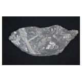 Caboniferous Period Fern Fossil Plate