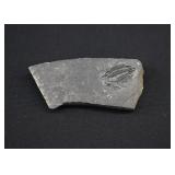 Dark Shale Fossilized Trilobite