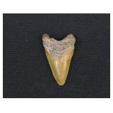 2 1/2" Megalodon Shark