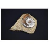 Large Polished Ammonite Fossil Prepared in Matrix