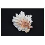 Lazarus Jewel Box Seashell Shell