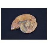 Cut  & Polished  Ammonite Fossil