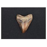2" Megalodon Shark