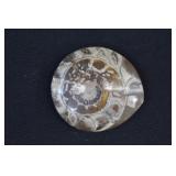 Cut  & Polished  Ammonite Fossil