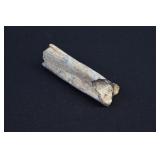 Fossilized Dinosaur Bone Fragment