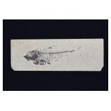 Green River Formation Extinct Herring Fish Fossil