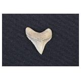 Megalodon Shark Tooth Fossil 1 ¼"