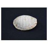 Older Specimen Painted Turtle Shell