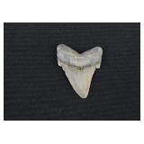 Fossilized Great White Shark Upper Tooth 2"