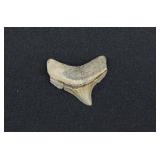 Posterior Jaw Megalodon Shark Tooth Fossil 1 ¼"