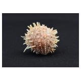 Spondylus Spiny Oyster Shells