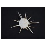 Imperial Thorny Oyster Shell Complete Specimen
