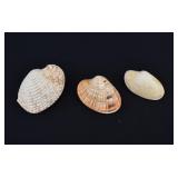3 Complete Specimens Venus Clam Shells