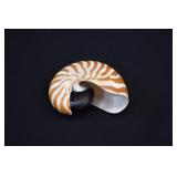 Chambered Nautilus Pompilius Seashell Shell