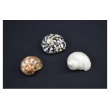 LOT- Assortment Large Turbo Snail Shells