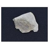 Paleozoic Trilobite Specimen