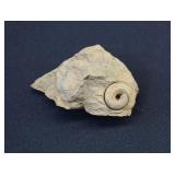 Ordovician Gastropod Fossil Specimen