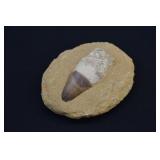 Cretaceous Period Fossilized Masasaur Tooth