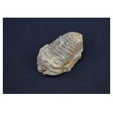 Large Flexicalymene Trilobite Fossil
