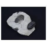 Multiple Specimen Trilobite Fossil Plate