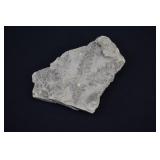 Caboniferous Era Seed Fern Fossil Plate