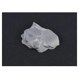 Wheeler Shale Elrathia Kingii Trilobite Fossil