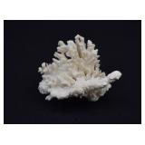 Pocillopora Cauliflower Coral Skeleton