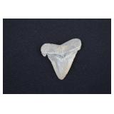 Megalodon Shark Tooth Fossil 2 ¼"