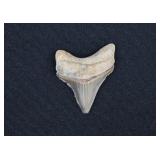 Megalodon Shark Tooth Fossil 1 ¾"