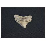 Prehistoric Broad-Toothed Mako Shark Tooth Fossil