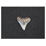 Juvenile Megalodon Shark Tooth Fossil ¾"