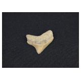 Prehistoric Squalicorax Crow Shark Tooth Fossil
