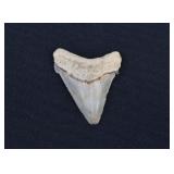 Megalodon Shark Tooth Fossil 2"