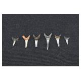 Grouping 6 Prehistoric Tiger Shark Tooth Fossils
