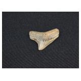 Prehistoric Squalicorax Crow Shark Tooth Fossil