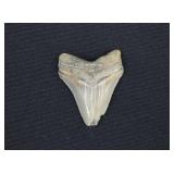 Megalodon Shark Tooth Fossil 2 ¼"