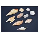 LOT- Large Assortment Gastropod Mollusk Shells