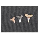Grouping 3 Prehistoric Mako Shark Tooth Fossils