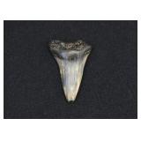 Fossilized Extinct or Giant Mako Shark Tooth