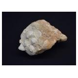 Fossiliferous Matrix Contains Prehistoric Bivalves
