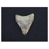 Full Fossilized Megalodon Shark
