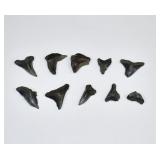 10 Assorted Fossilized Shark Teeth