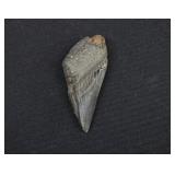 Partial  Fossilized Megalodon Shark