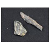 2 Fossilized Pliocene Dolphin Tooth