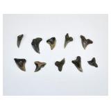 10 Assorted Fossilized Shark Teeth