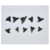 10 Assorted Fossilized Shark Teeth