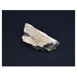 Large Piece of Petrified Wood