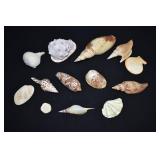 Collection Variety 1-8 inch Marine Sea Shells