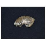 Partial Ammonite Fossil