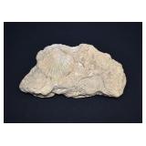 Limestone Matrix with Fossilized Brachiopods